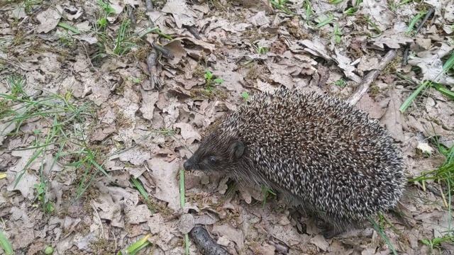 Нашли в лесу приставучего ежа) смотреть онлайн