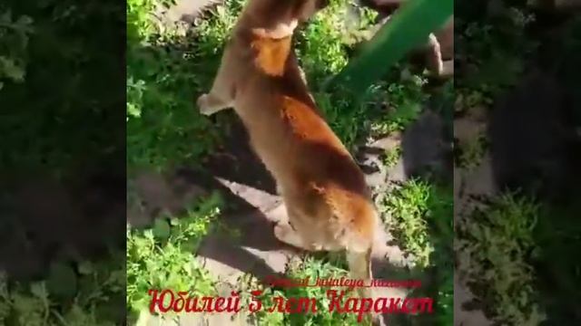 Каракеты в семье знаменитых актёров смотреть онлайн
