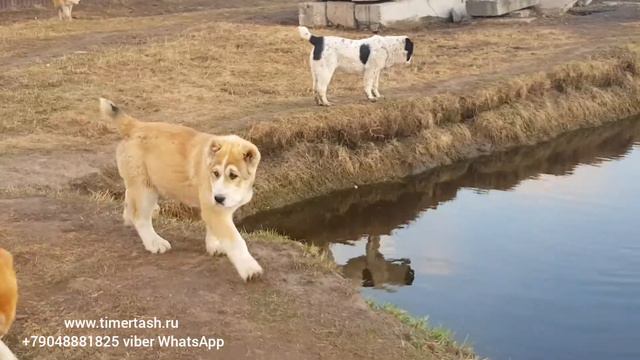 Среднеазиатские овчарки питомника Тимерташ Апрель 2020 есть свободные щенки Среднеазиатские овчар смотреть онлайн