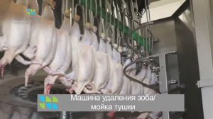 Линия убоя и разделки птицы 6000 голов/час Foodmate