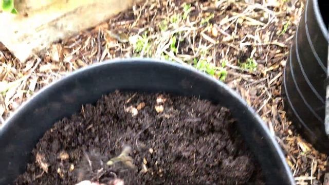 Harvesting my exotic seed potatoes for next years. Ballymakenny Farm смотреть онлайн