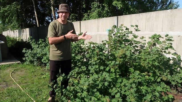 Как быстро убить всю галловую тлю на кустах смородины смотреть онлайн