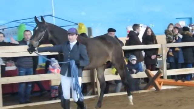 Horse show Minsk march 2016 | Выставка лошадей Минск Март 2016 - Показ пород: Ахалтекинская смотреть онлайн