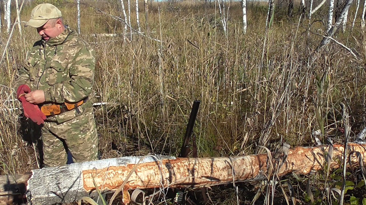 Охота на бобра УСТАНОВКА ПРОХОДНОГО КАПКАНА смотреть онлайн