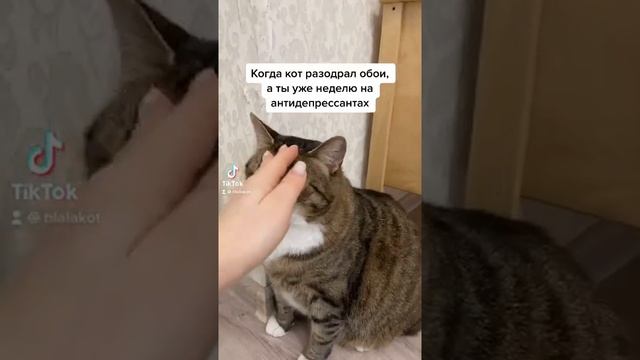 Кот Ральф дерет обои смотреть онлайн