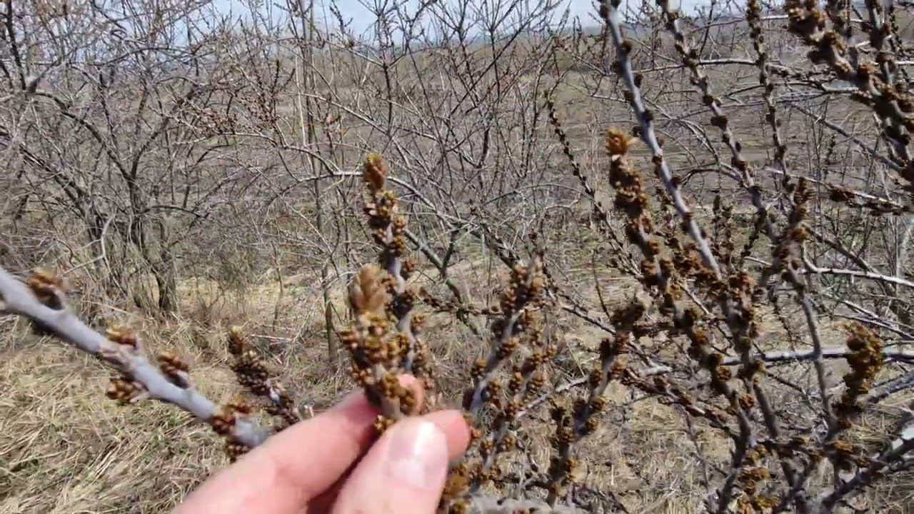 Как отличить мужское растение облепихи от женского