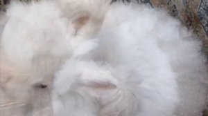 Разведение и содержание пуховых кроликов как бизнес идея | Кролиководство | Пуховые кролики