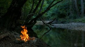 Почему у астильбы сохнут края листьев?