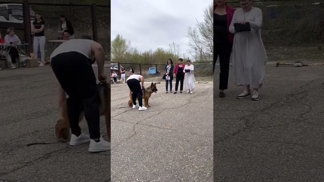 Выставка собак г. Усть-Каменогорск. 01.05.2022 смотреть онлайн