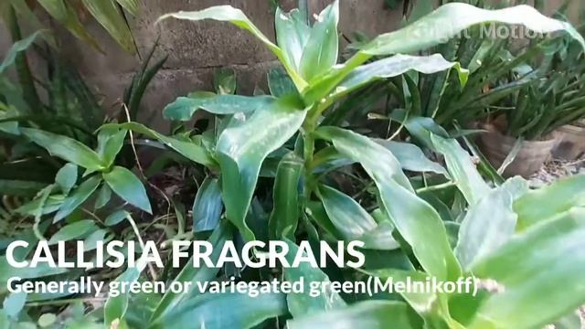 Our Callisia Fragrans | Basket Plant смотреть онлайн