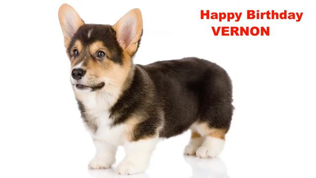 Vernon - Dogs Perros - Happy Birthday смотреть онлайн