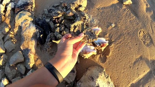 РЫБАЛКА НА КРАСНОМ МОРЕ| ЧТО МОЖНО ПОЙМАТЬ РУКАМИ В ХУРГАДЕ? смотреть онлайн