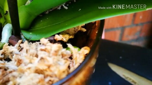 БОРЬБА С ПАРАЗИТАМИ  ???ТРИПСЫ????