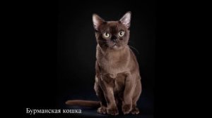 Какие кошки живут дольше  Кошки   долгожители