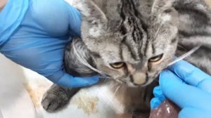 Роды шотландской кошки.