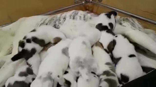 Щенки алабая. Помет 