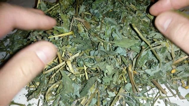 Трава чистотела, купить. смотреть онлайн