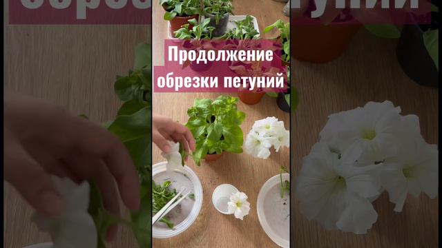 #петуния #обрезка#формирование#формированиепетунии #plants #рассада смотреть онлайн