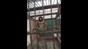 Черноголовый Щегол. Пение щегла. Goldfinch. Chardonneret.№2 Canto Cardellino