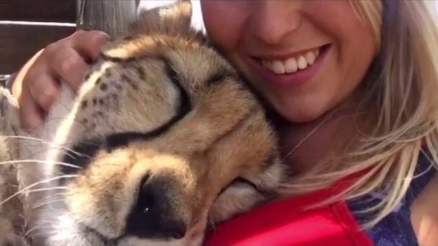 Девушка спасла котёнка гепарда от охотников, она и не представляла, как он её отблагодарит смотреть онлайн