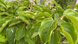 Зацвела Актинидия. Мини киви ?