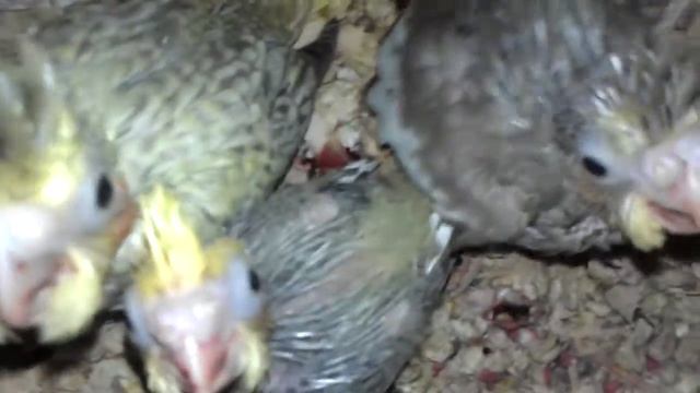 Птенцы кореллы смотреть онлайн