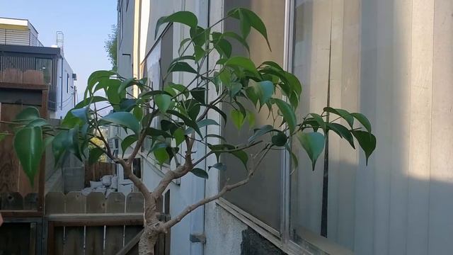 Extreme Curves - Ficus Benjamina Bonsai смотреть онлайн