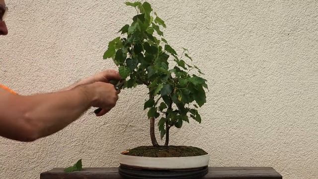 Betula Pendula (mesteacăn) - proiect bonsai ep.6 - a doua tăiere смотреть онлайн