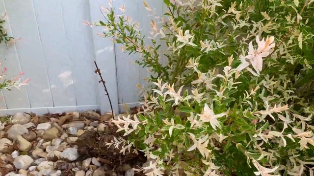 Dappled Willow Spring Color, One Year After Coppicing смотреть онлайн