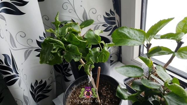 ?Как лично я делаю обрезку гибискусов весной ? #GeraGibis #гибискус #Москва смотреть онлайн