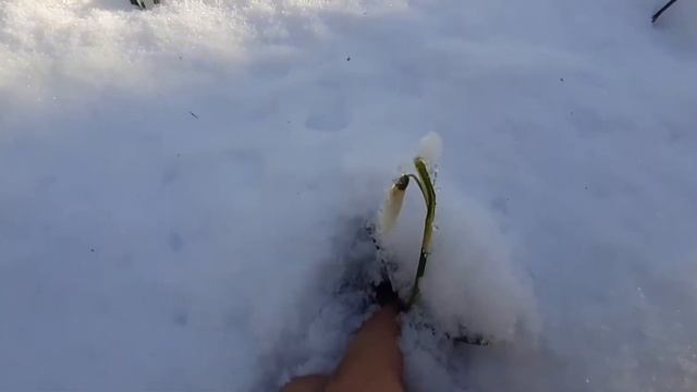 Прогулка в лесу и поиск первых подснежников! смотреть онлайн