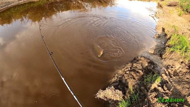 Ловля щуки на спининг в августе. Вечерний клёв. Джиг с берега. смотреть онлайн