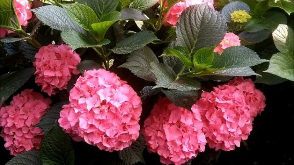 Hydrangea macrophylla Forever&Ever Red 2016г.