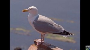 Голоса птиц: серебристая чайка