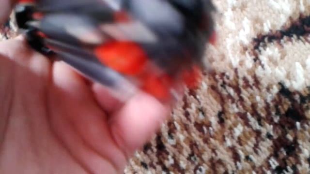 Обзор отвертки 8 in one/посылка с aliexpress/ смотреть онлайн