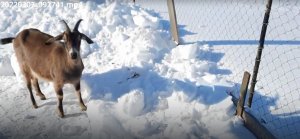 Управляемся по хозяйству. Наша жизнь в деревне