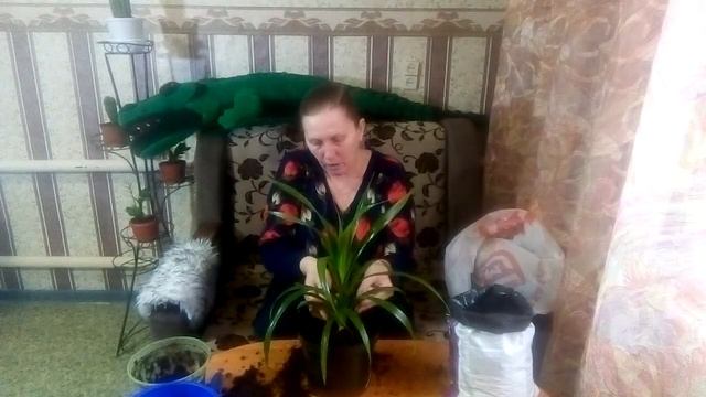 Перевалка панда. смотреть онлайн