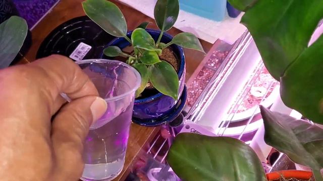 Part 3 of 3: Exploring an Eclectic Collection of Houseplants #part3 #plantdad #plantcollection смотреть онлайн