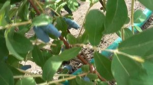 БОРЕАЛ БИСТ - один из лучших сортов канадской жимолости.