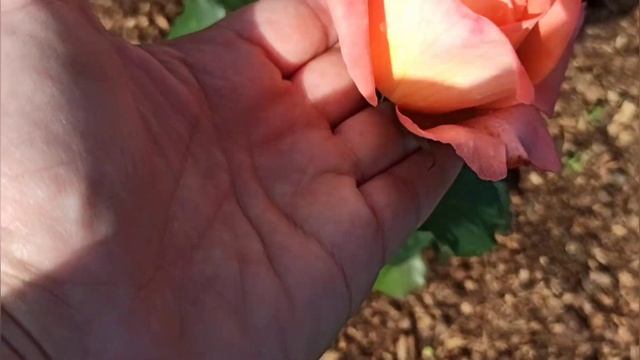 Цветение роз, прогулка по саду.?? Ни о чём, и обо всём! смотреть онлайн