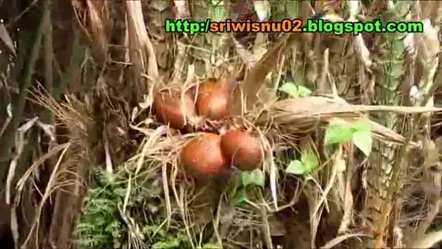 Amazing SNAKE FRUIT Tree Plantation - Tanaman SALAK [HD]