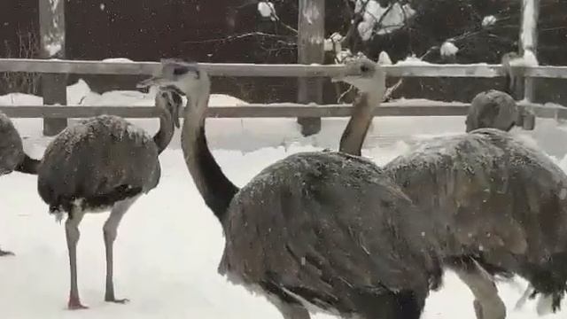 Страусы Нанду в России смотреть онлайн