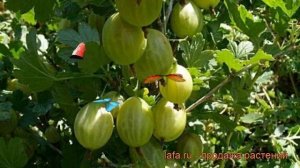 Крыжовник обыкновенная Уральский изумруд ? обзор: как сажать, саженцы крыжовника Уральский изумруд