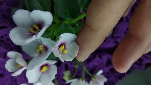 ЛЕ-Котенок Мяу, огляд сорта, та наглядний приклад криворукості хазяйки... смотреть онлайн