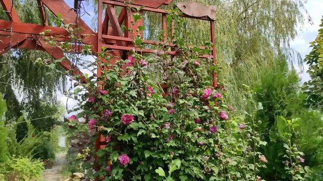 ОБЗОР САДА 12 августа 2022 С ЦВЕТАМИ Мой цветущий ЮЖНЫЙ САД редких коллекционных растений! смотреть онлайн