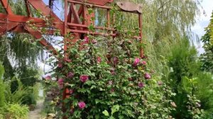 ОБЗОР САДА 12 августа 2022 С ЦВЕТАМИ Мой цветущий ЮЖНЫЙ САД редких коллекционных растений!