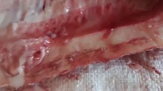 Мегажирная рыба (чир) смотреть онлайн