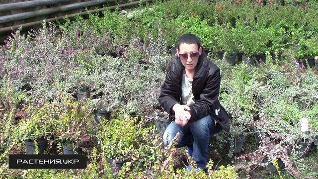 Бересклет японский / Бересклет посадка и уход смотреть онлайн