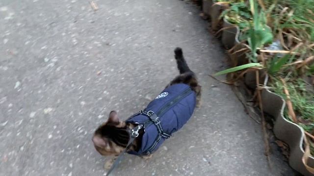 Бенгальский кот на шлейке ? Bengal Cat On A Harness