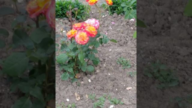 Розы! Розы! Розы нашей школы .Roses! Roses! Roses of our school. смотреть онлайн